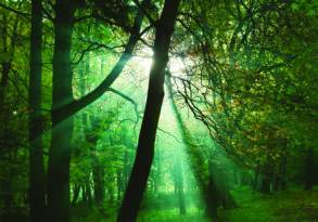 Sunlight streaming through a dense green forest, highlighting mist and illuminating scattered leaves, feels like Earth breathing poetry.