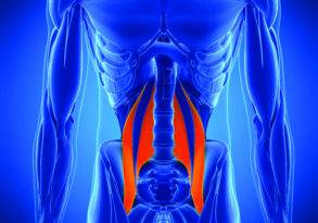 Detailed anatomical illustration highlighting the human muscular system with a focus on the psoas and core muscles in a vibrant blue color.
