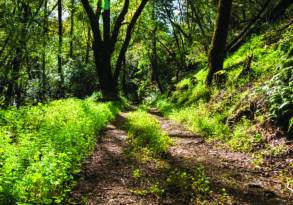 A sunlit dirt path winding through a lush, green forest with dense undergrowth ideal for foraging and tall trees casting shadows.