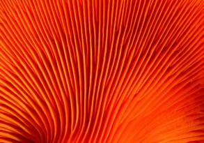 Close-up of the vibrant orange gills of a mushroom, capturing its detailed, repetitive pattern as nature's last words.