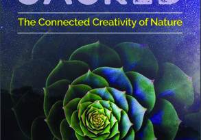 Book cover of "Future Sacred" by Julie J. Morley, featuring a green succulent flower against a starry night sky background.