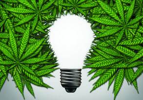 Light bulb silhouette symbolizing creativity surrounded by a frame of green cannabis leaves against a gray background.