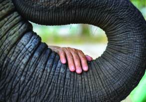 A human hand gently rests on the curved, textured trunk of an elephant, symbolizing new beginnings.