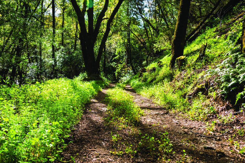 California forest trail across hillside covered in Miner’s Lettuce.