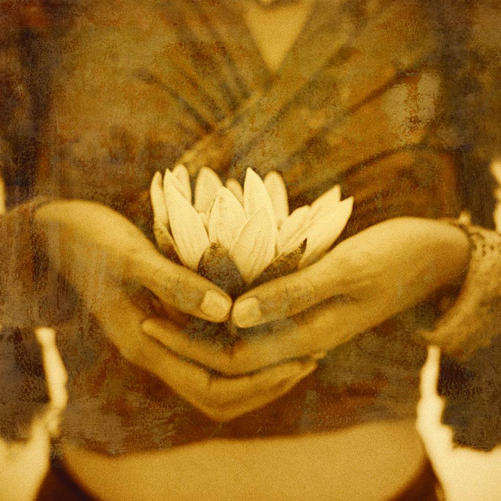 A woman's hands holding a white lotus blossom.