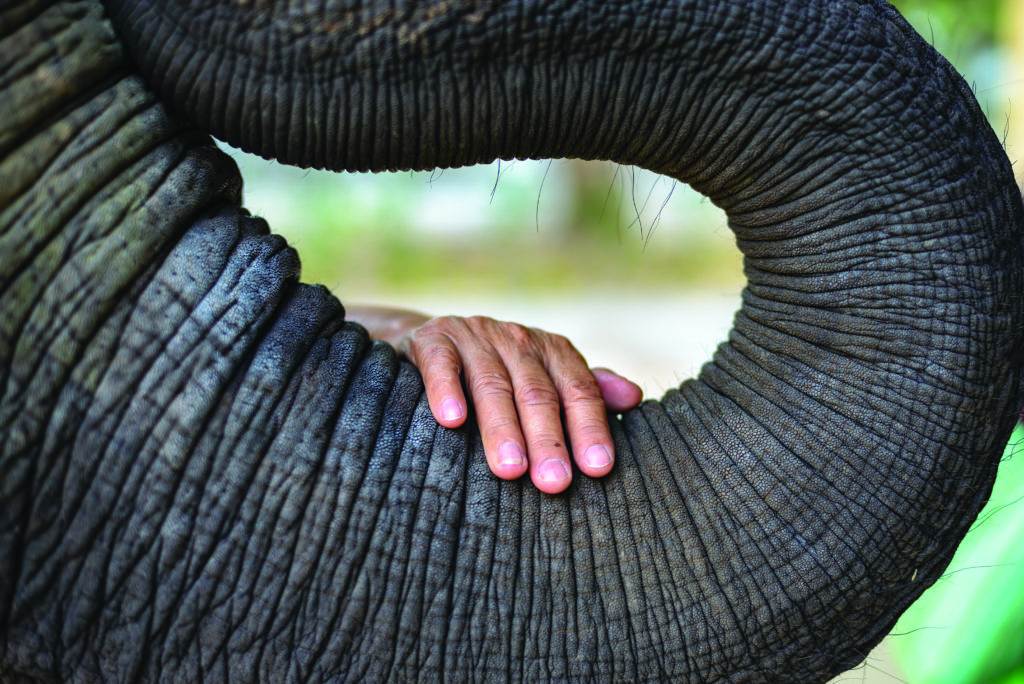 The hand of an old woman placed on the elephant's trunk with compassion. Seems to be connecting the hearts to one another.