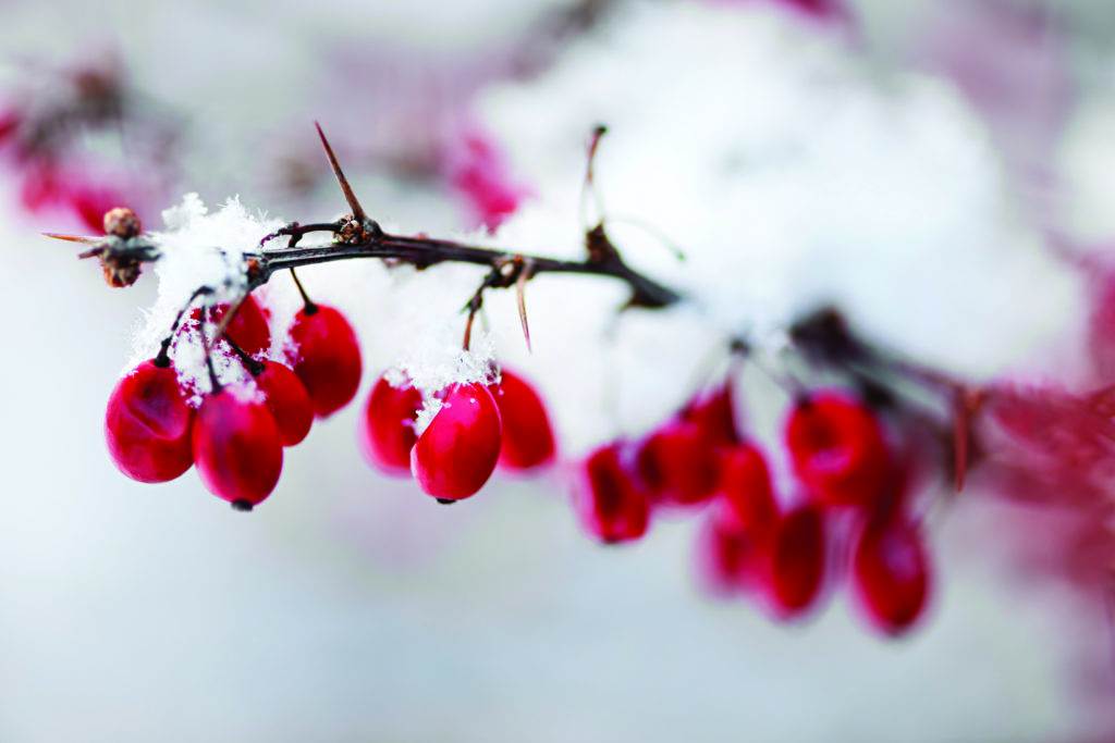 Snowy red barberry berries closeup in winter