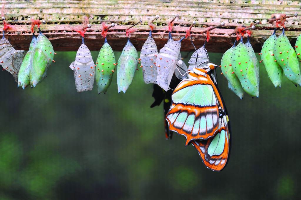 Rows of butterfly cocoons and newly hatched butterfly.