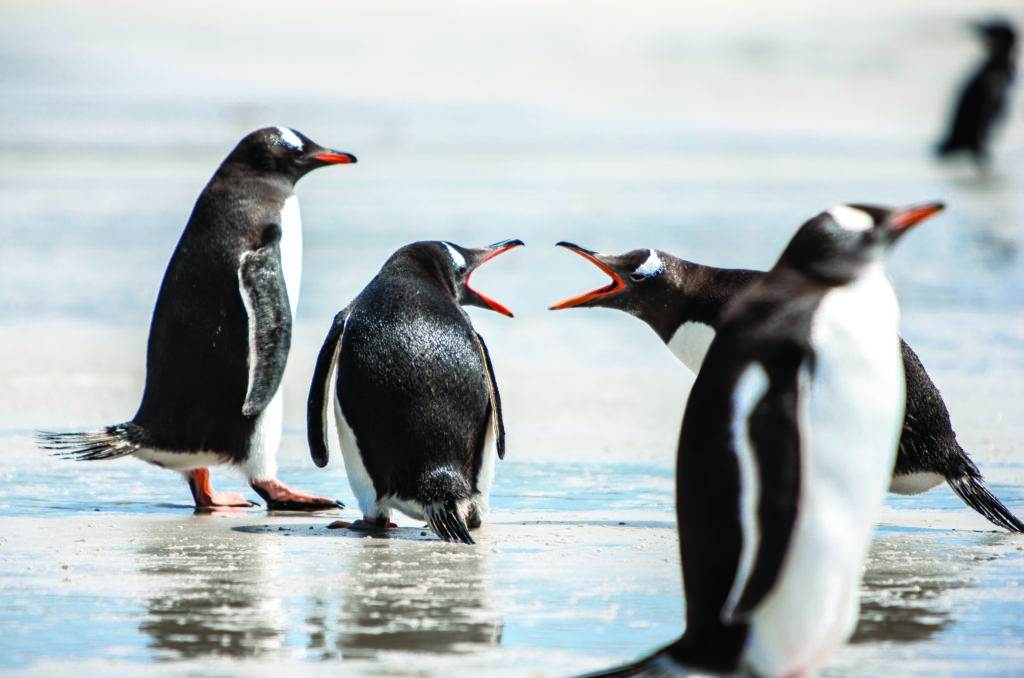 Two penguins seem to discuss on the beach. The first argues strongly, the second does not seem to care while the third is wise and above this