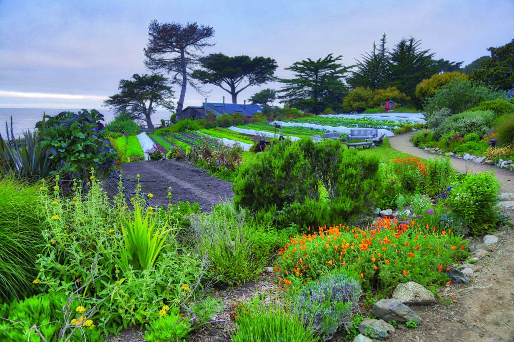 flowers and trees in the garden