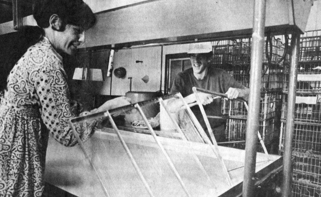 Nancy Hamren making cottage cheese, 1978