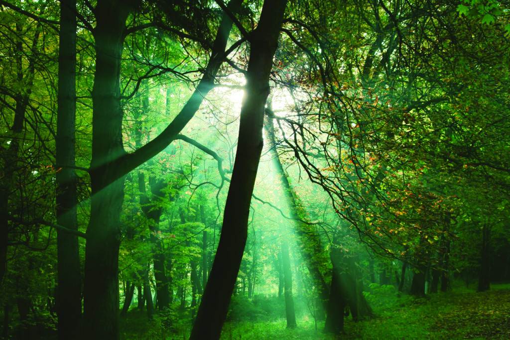 light through the trees