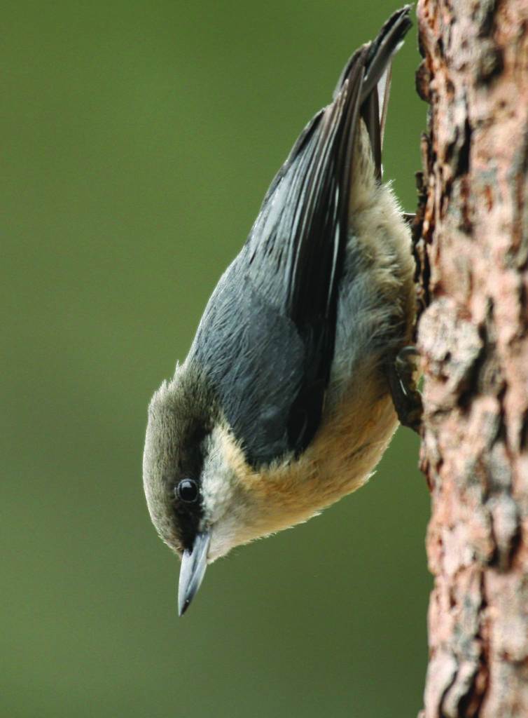 Pygmy Nuthatch