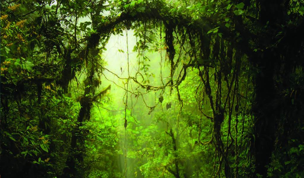 The Monteverde Cloud Forest Reserve in Costa Rica comprises 26,000 acres of virgin forest, possibly containing the most diverse biome in the world.